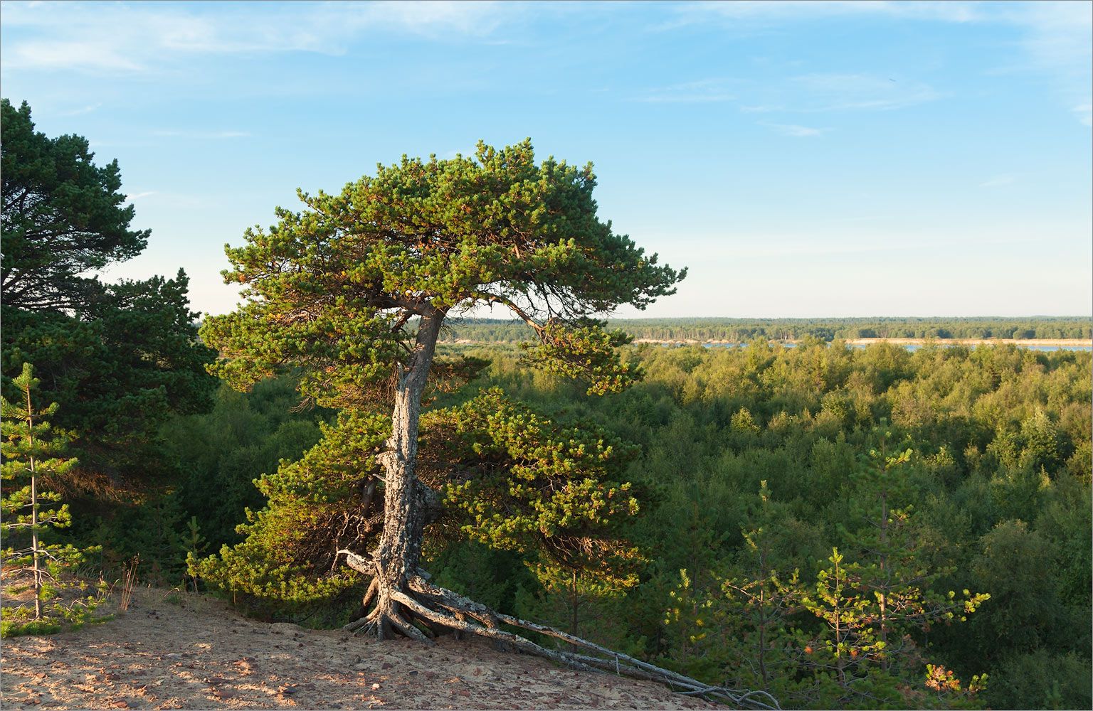 Сосна Фриза и трёхсотлетние ели: самые интересные деревья Мончегорска и Кольского Заполярья