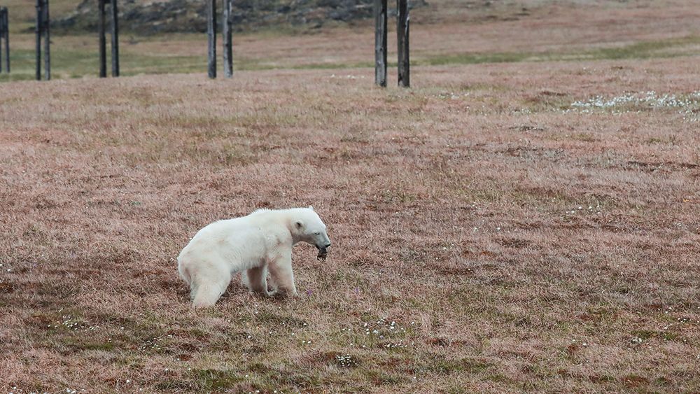 На севере Красноярского края спасли медведицу-сладкоежку
