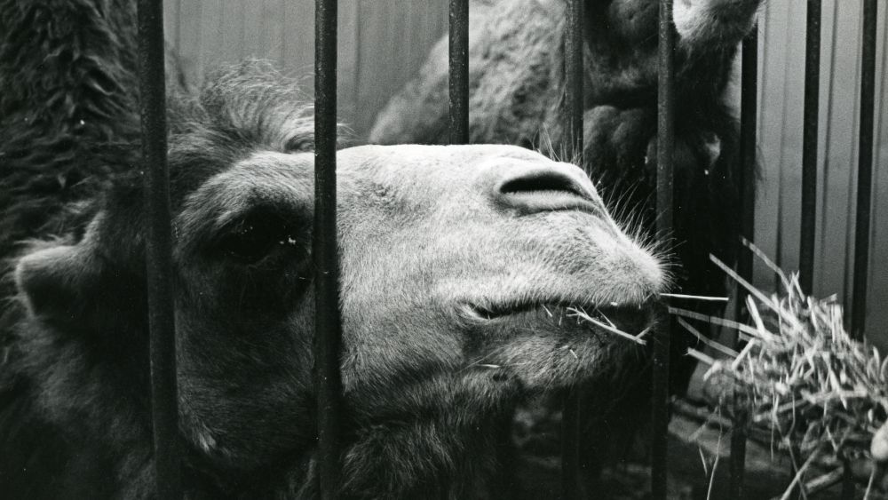 Пума, пантеры, злой верблюд и табун пони: история самого северного зоопарка России