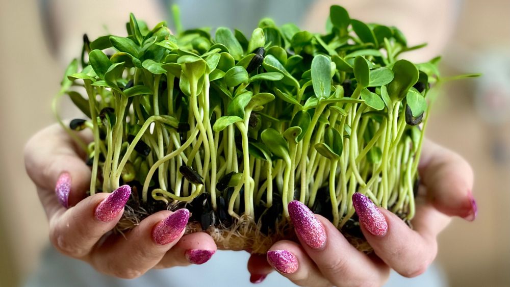 Зелёный бизнес: в Норильске начали выращивать микрозелень 
