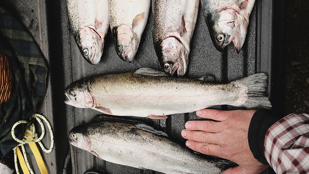 Как рыболову-любителю не стать браконьером? 10 видов рыб, с которыми лучше не связываться