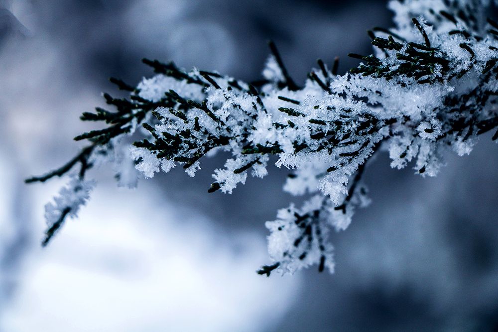 frozen-branch-of-a-tree.jpg