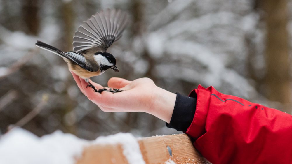 Птицы и белки в зимних парках: как и чем кормить