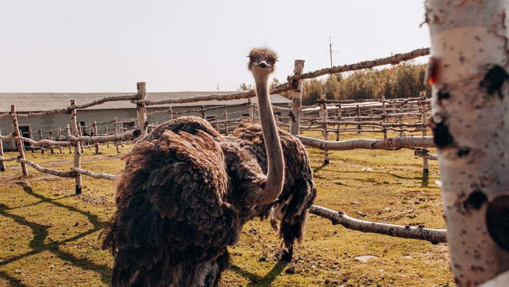 Страусы, и не только: страусиная ферма в Мурманской области