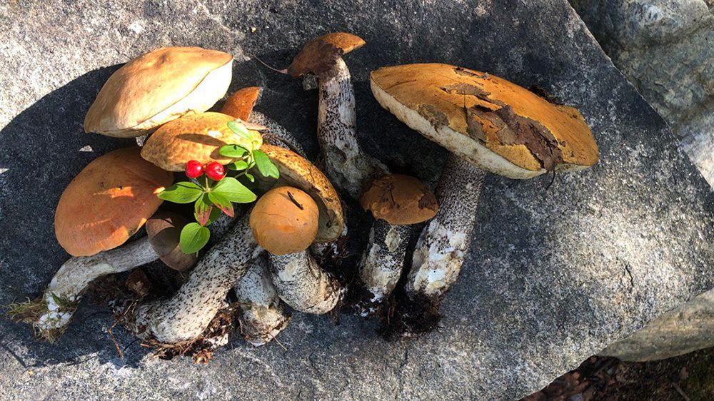 Тихая охота: как отличать съедобные грибы от несъедобных