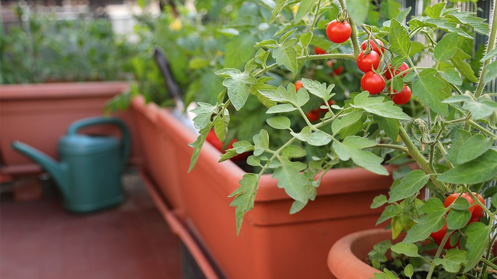 Мини-огород на балконе: лайфхаки от главного эксперта страны по садоводству